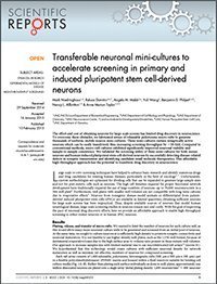 transferable neuronal mini cultures