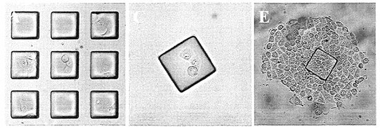 Array of Micromolded Structures for Sorting Adherent Cells REV