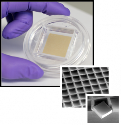 P3.1 SeedCells