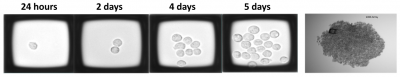 Blog2 cell photosR2