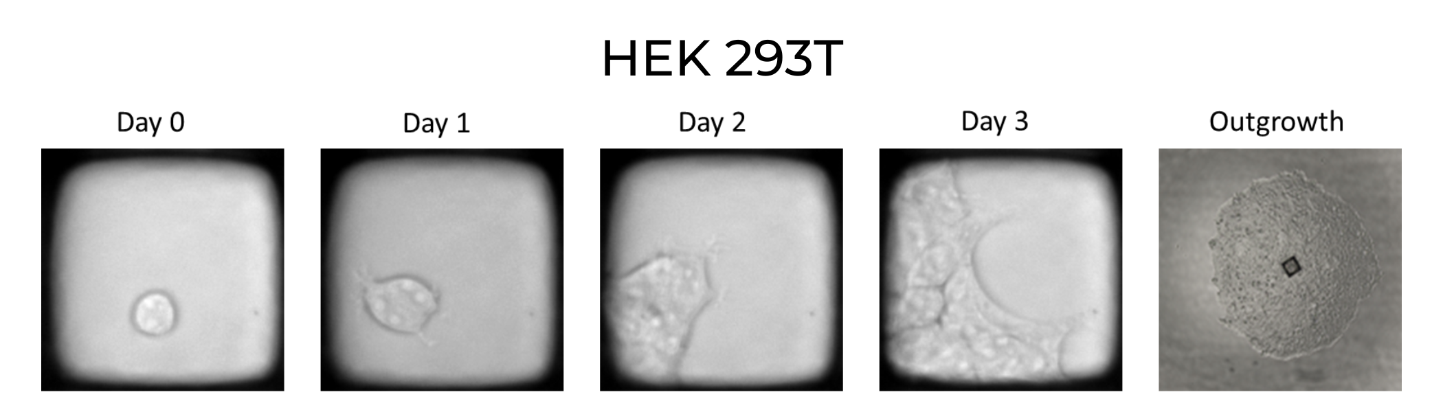 HEK 293T