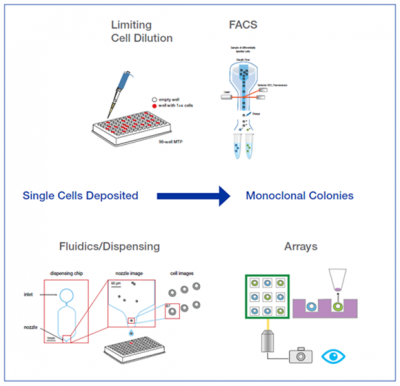 Image 1 Monoclonal Cell Line Blog