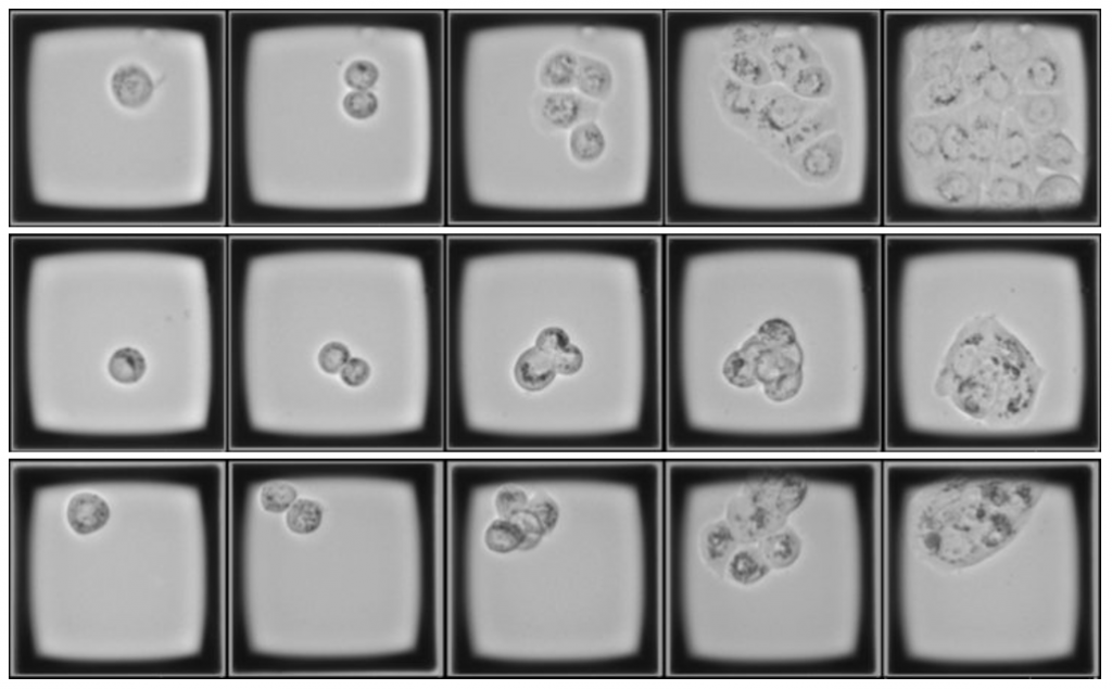 Time Course Imaging