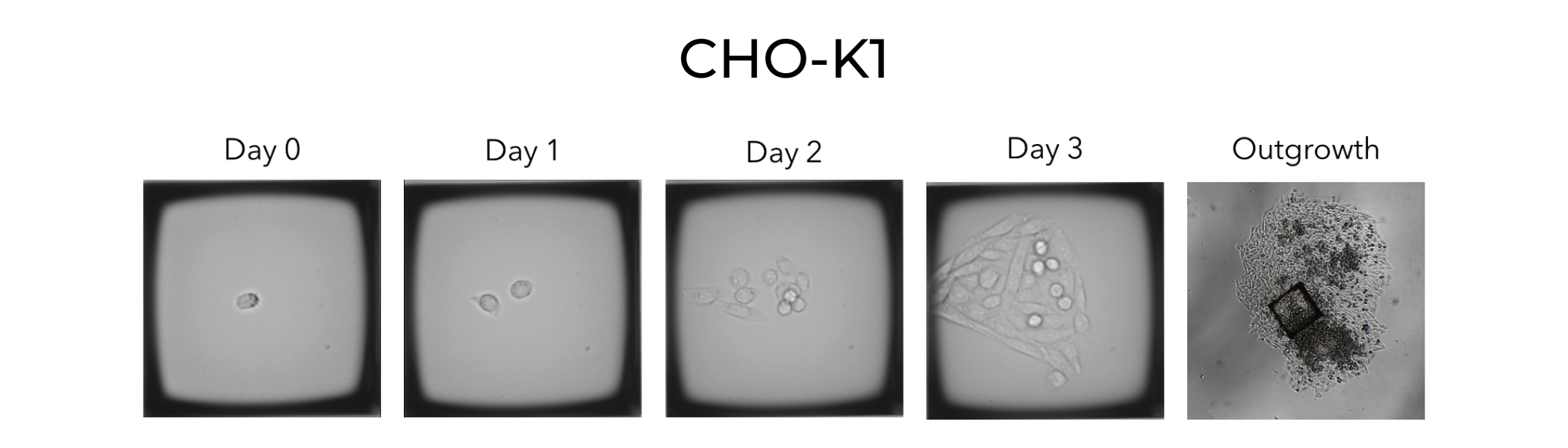 CHO K1