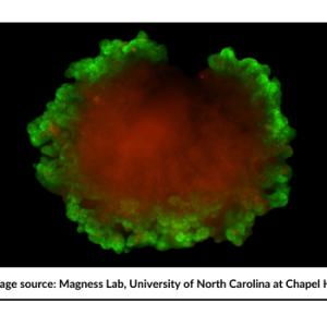 Organoid Magness Lab 4border