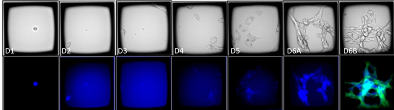 Time course images of a CellRaft containing an EBFP2HER2 clone