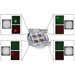 thumbnail crispr