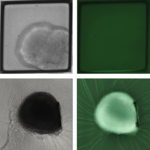 thumbnail organoid