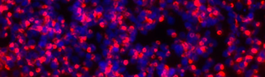 immunology stemcells