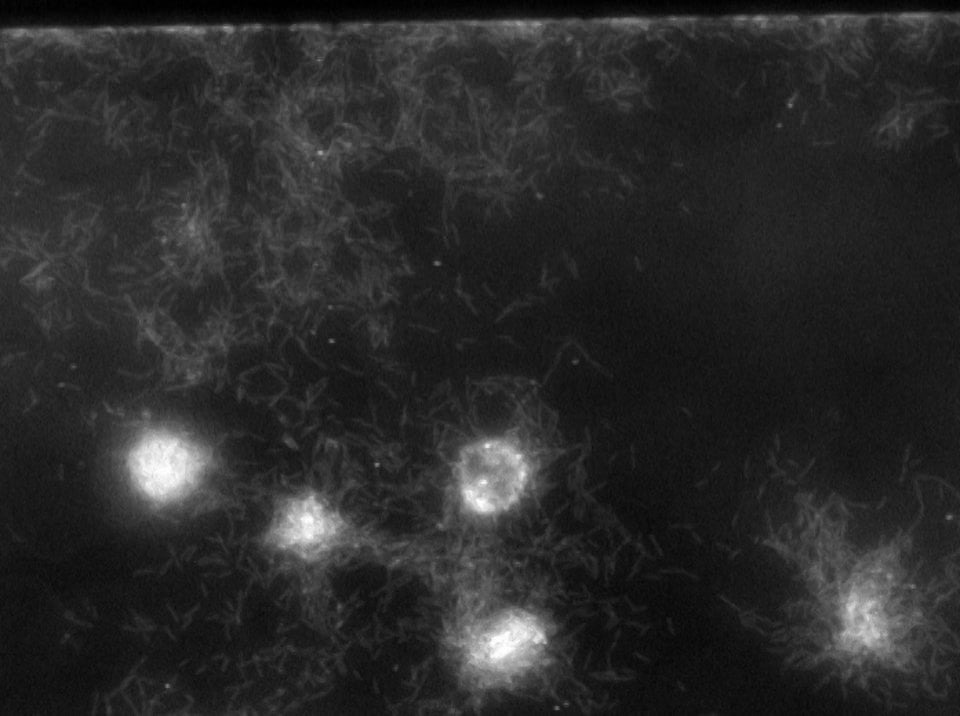 BioFlux System Biofilm Growth Labeled with GFP 1