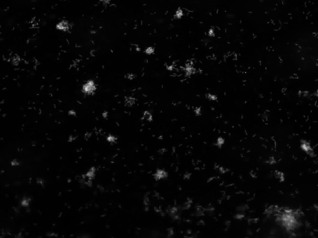 BioFlux System Biofilms Under Flow 1
