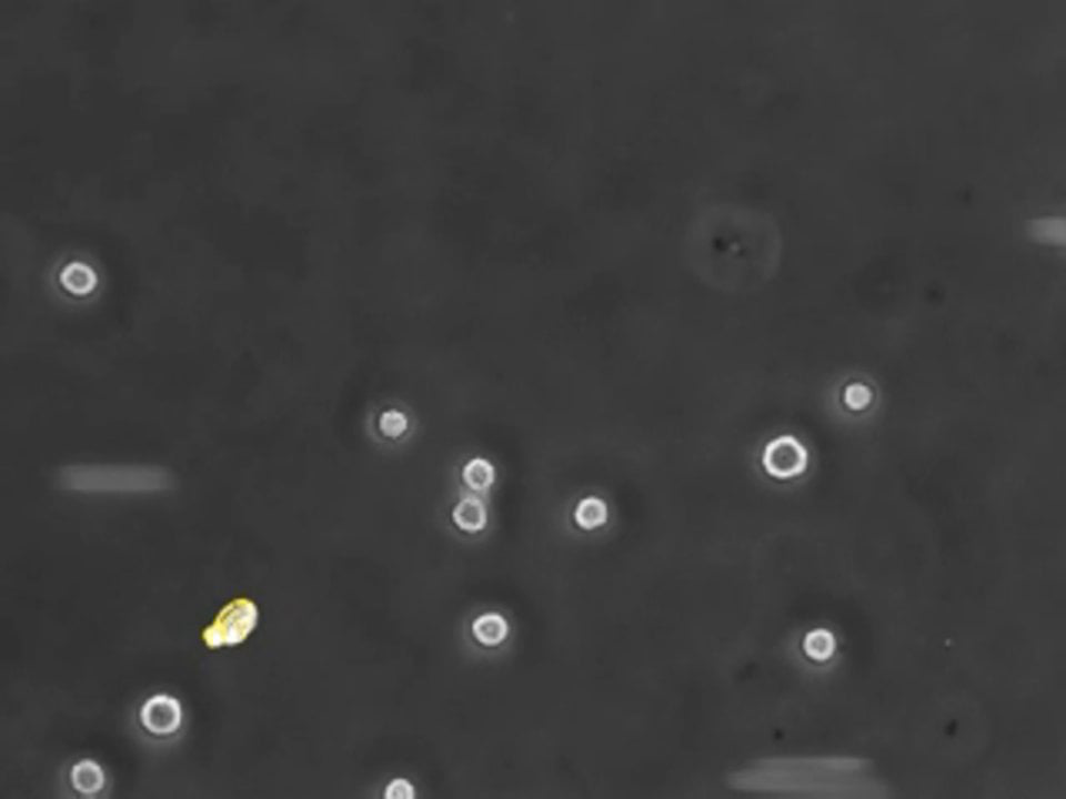 BioFlux System Cell Rolling 1