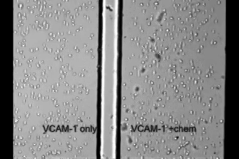 BioFlux System Comparative Cell Adhesion VCAM 1