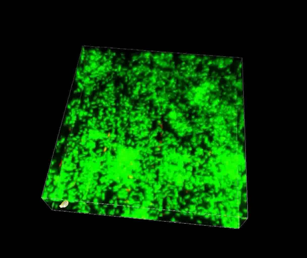 BioFlux System Confocal Image of a Biofilm Showing 3D Structure 1