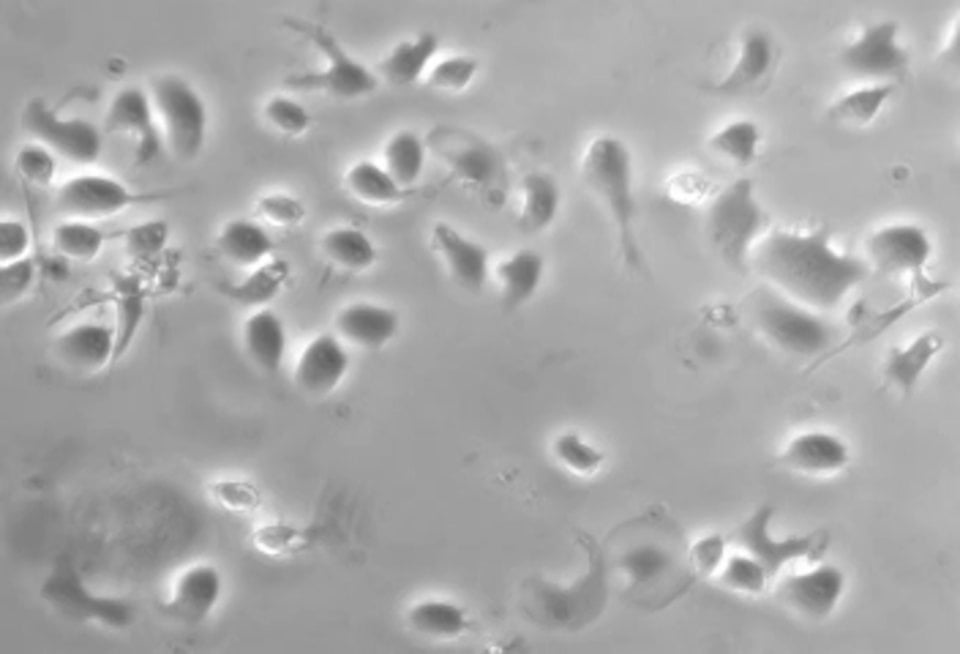 BioFlux System HL60Migration to fMLP 1