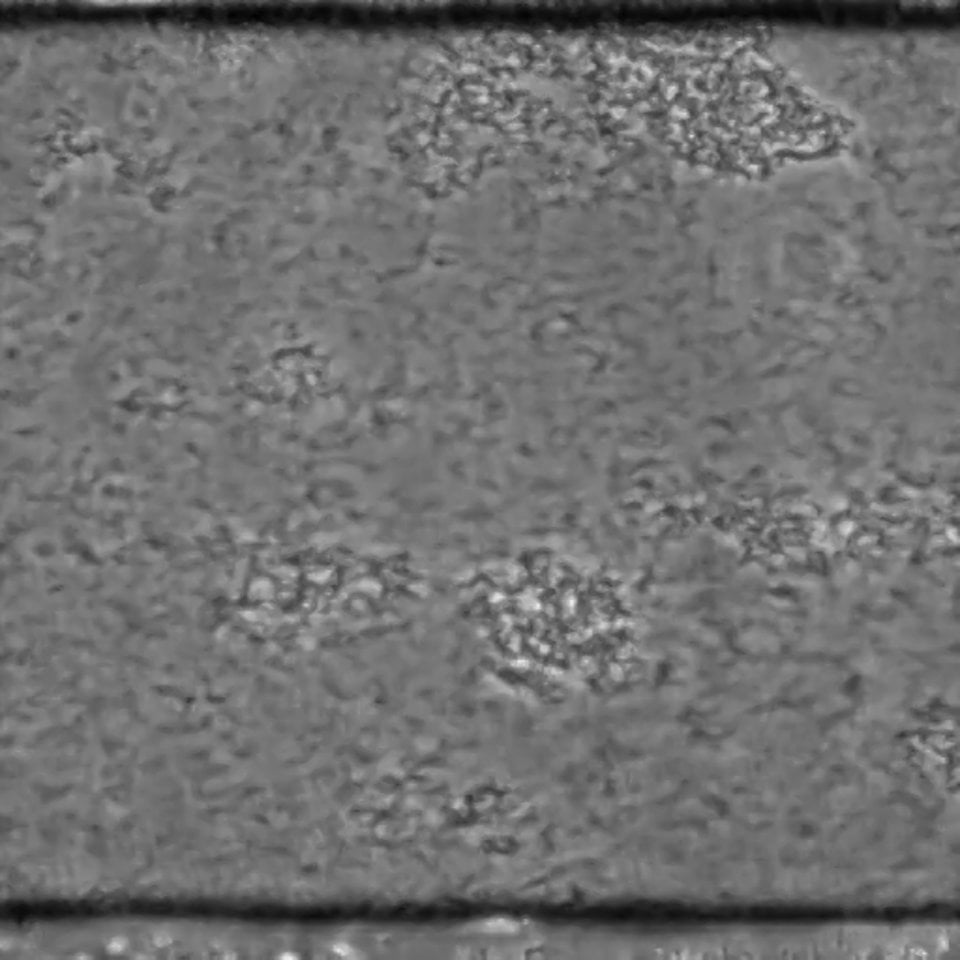 BioFlux System Pseudomonas 24 hour bioflim growth 1