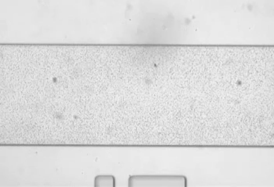 BioFlux System SE mutant Biofilm growth 1