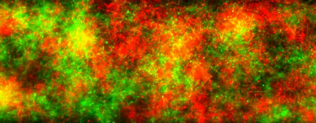 Co culture of Candida albicans expressing GFP and mCherry 1