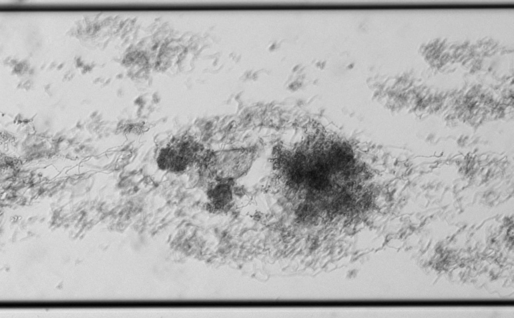 Oral Epithelial Cell and Biofilm Formation 1