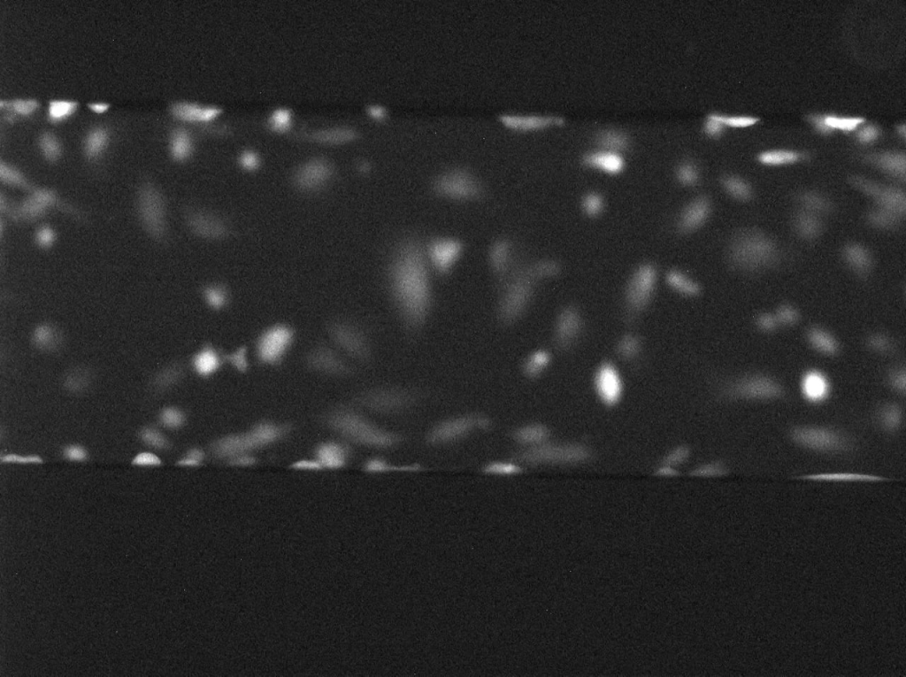 Osteobast ramp 0 9 dyn Ca imaging a 1