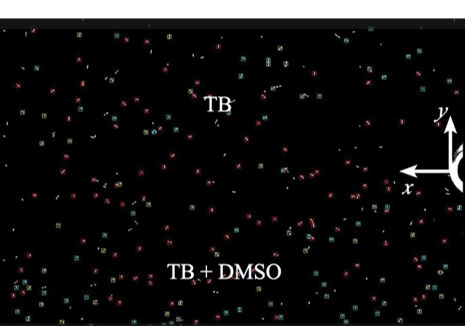 chemotaxis twitching 1