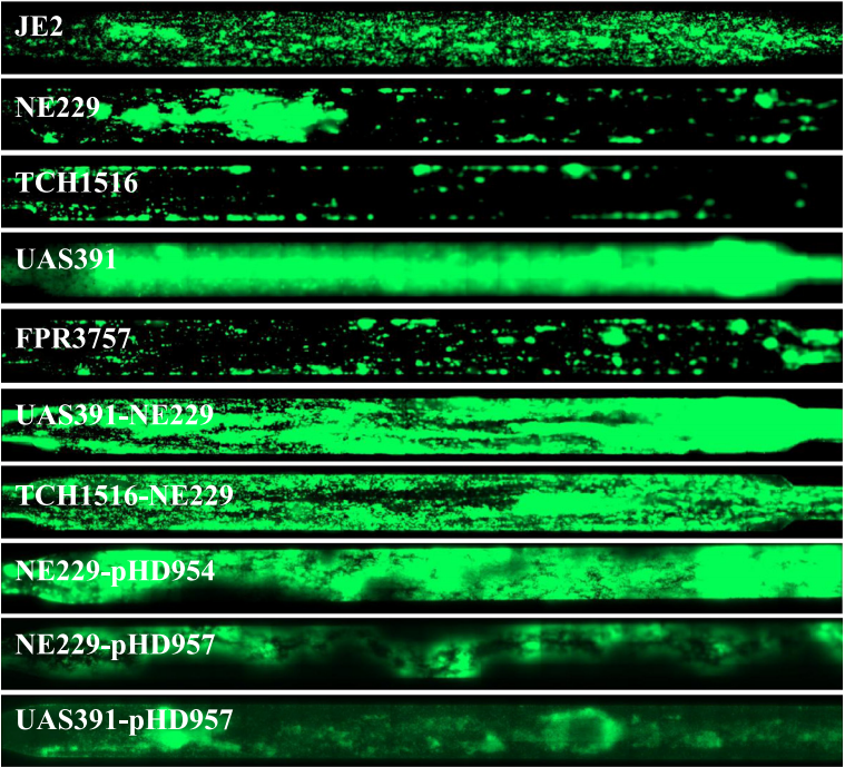 mrsa 3000 1