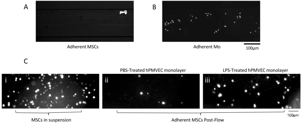 stem cells BioFlux