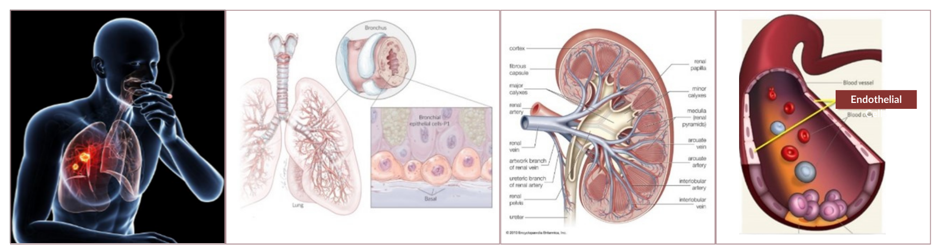 Endothelial Cells nicotine blog