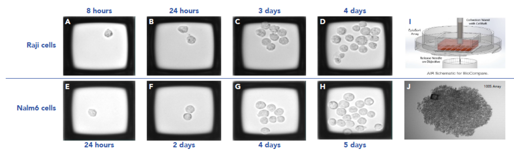 Kite Poster cells Fig 3