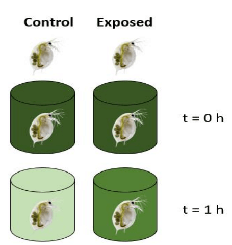 casy algae2