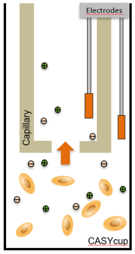 casy priciple capillary e1666079861507