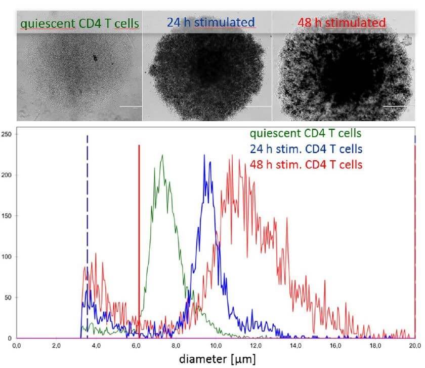 casy t cell1