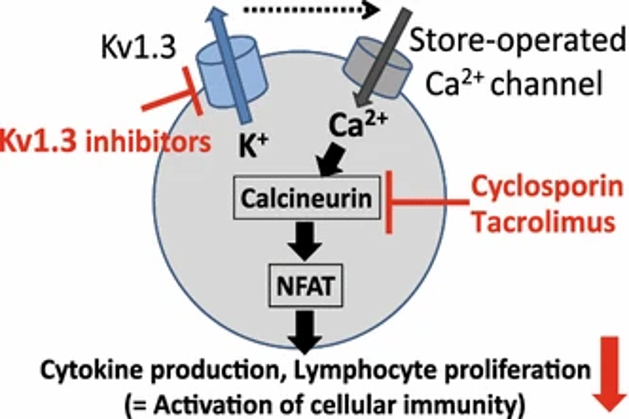 Kv1.3 ion channel