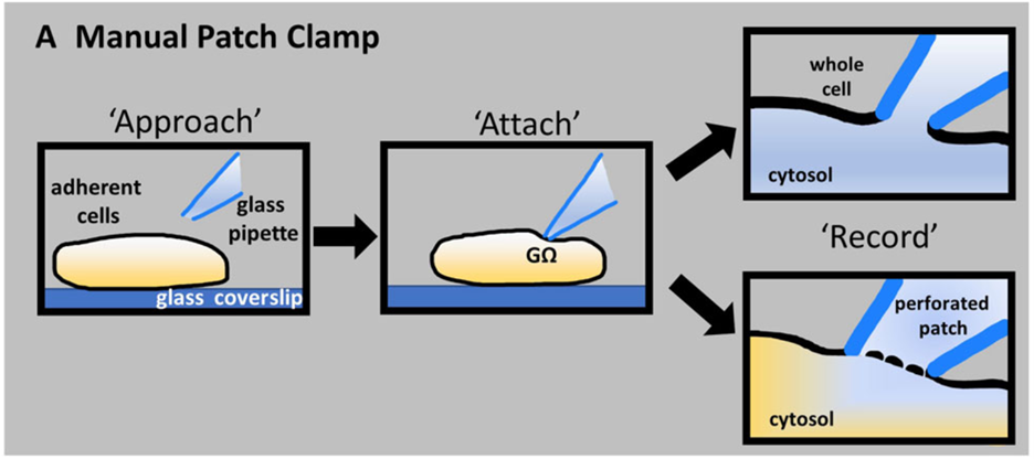 Manual patch clamp