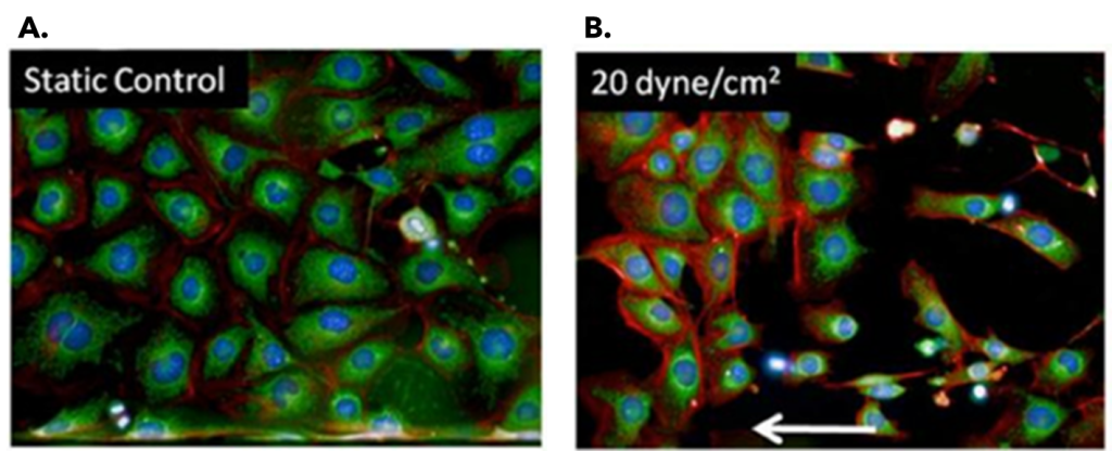 endothelial cells with and without flow