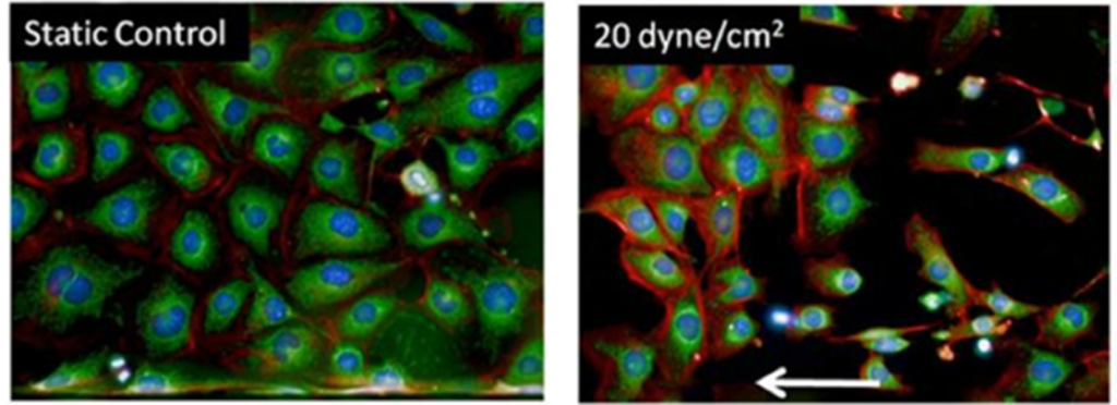 endothelial cells with and without flow no figure labels
