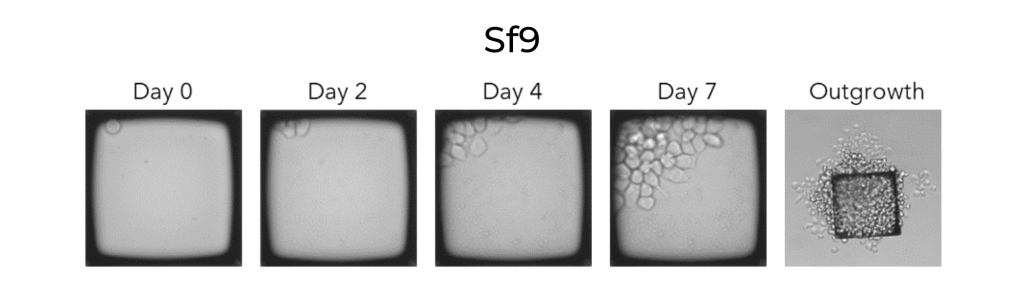 sf9 Insect Cells