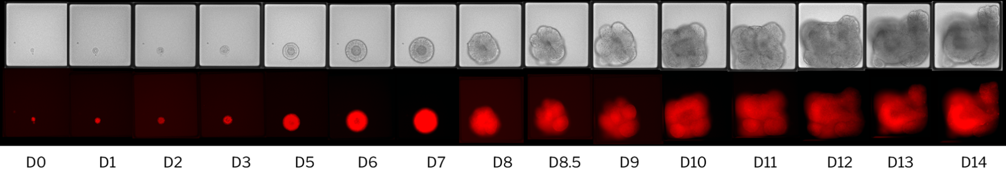 Enhance Discovery with 3D Biology