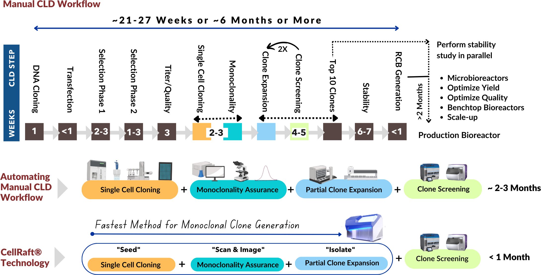 cell line development timelines