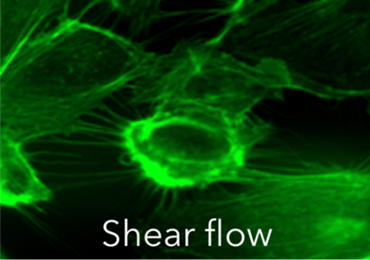 shear flow