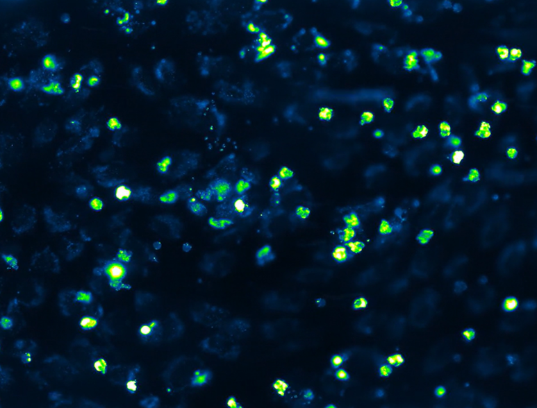 BioFlux chemotaxis image