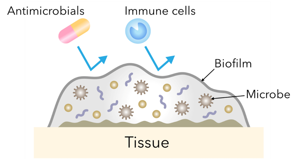 Mechanisms of biofilm drug resistance
