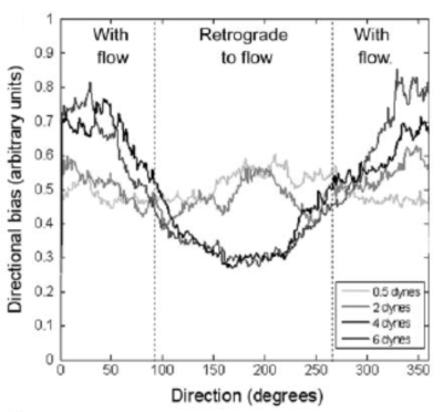 Graph of directional chemotaxis