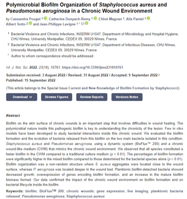 Polymicrobial Biofilm Organization of Staphylococcus aureus and Pseudomonas aeruginosa in a Chronic Wound Environment