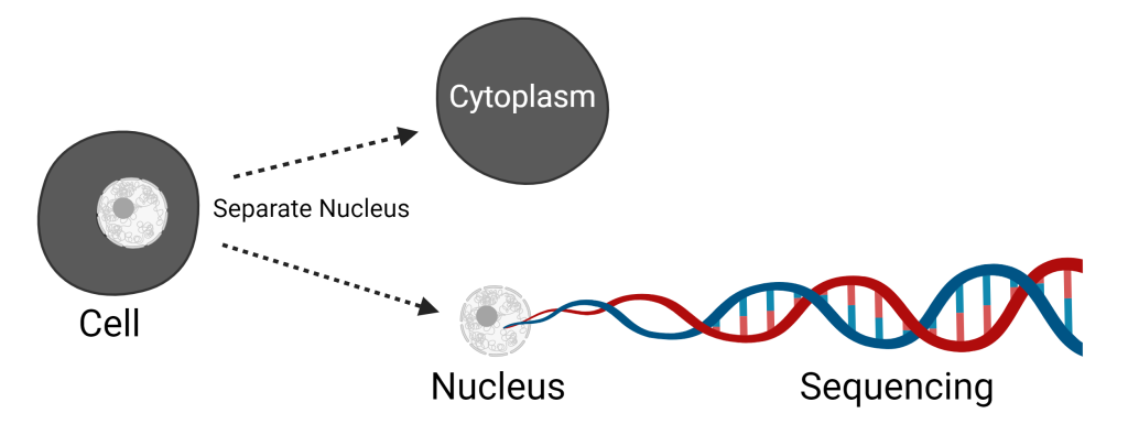 Single nucleus sequencing white background
