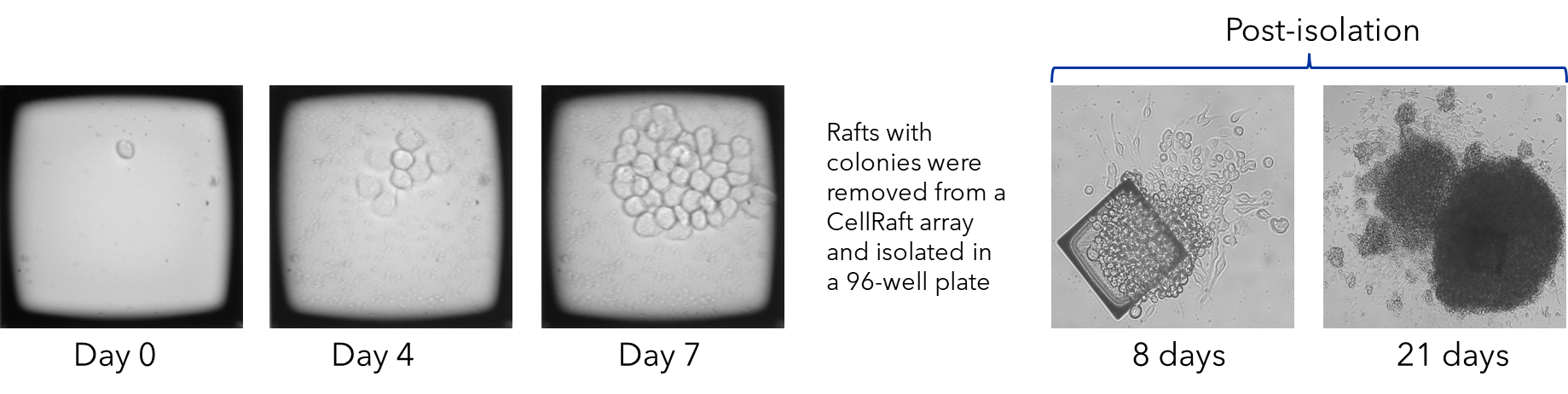 Sf9 cell growth