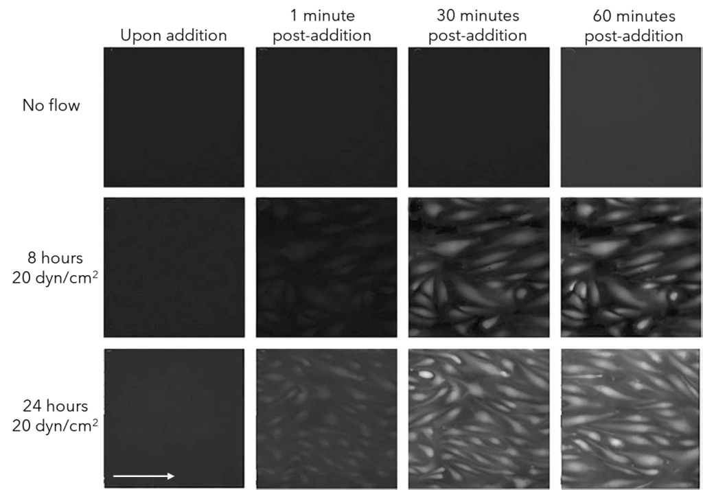 Endothelial NO2 production