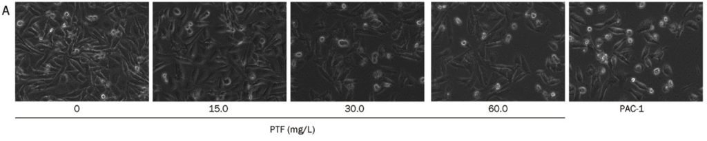 Cancer cell apoptosis