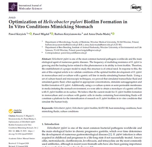 Optimization of Helicobacter pylori Biofilm Formation in thumbnail