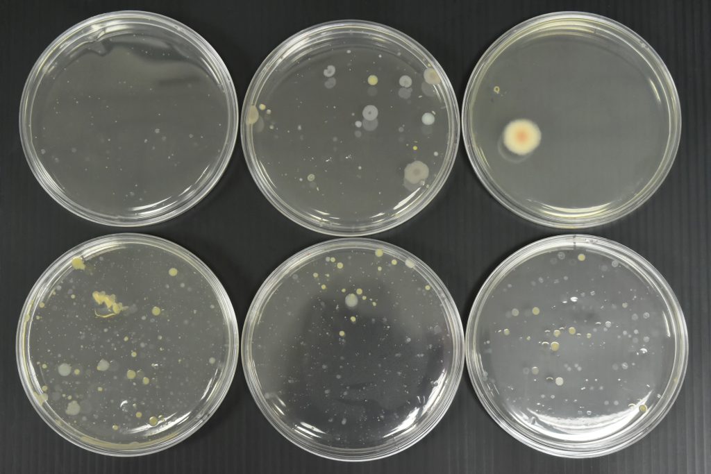 6 petri dishes with biofilms
